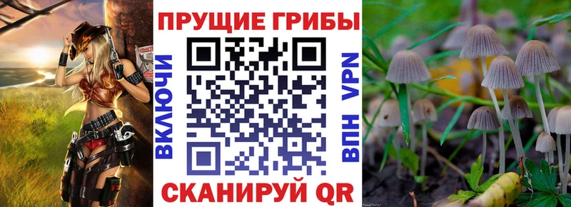Псилоцибиновые грибы Cubensis  Купить закладки  Жердевка 